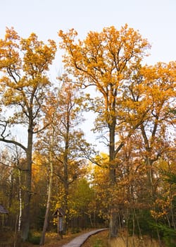 oak park in autumn