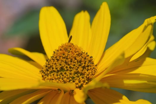 yellow flower macro