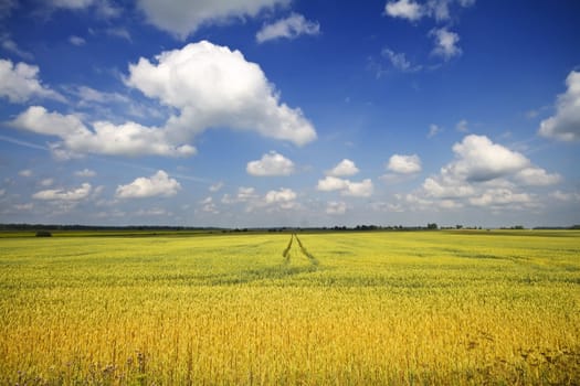 wheat field