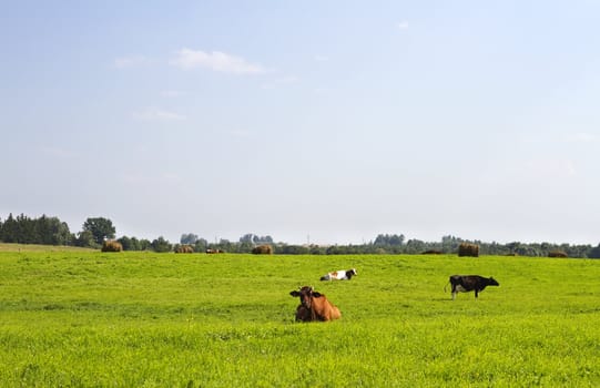 rural landscape with cows