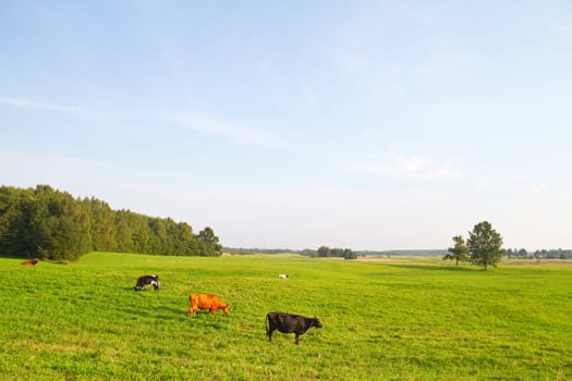 rural landscape with cows