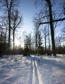 winter forest, trails, sun