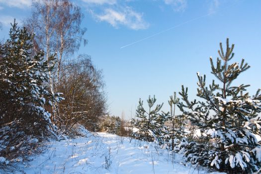 winter landscape