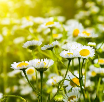 daisies in a field