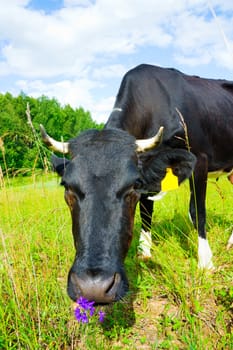 cow in the meadow