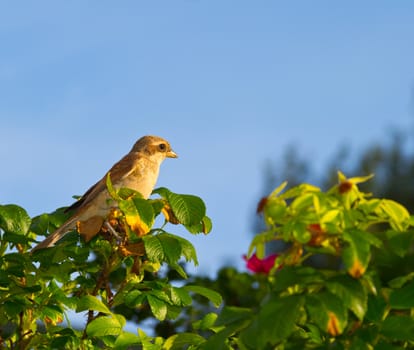 bird on a branch