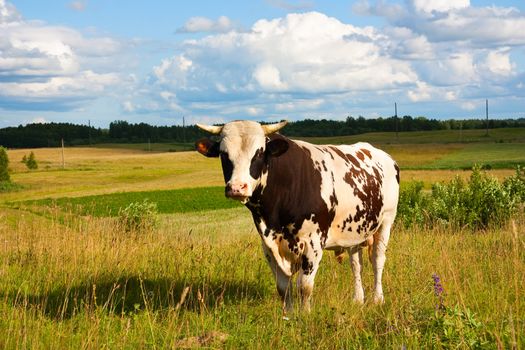 bull on meadow