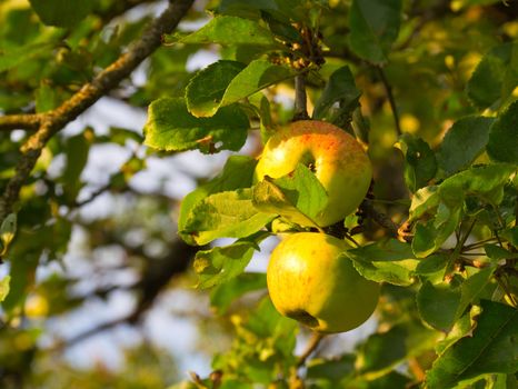 ripe apple on branch