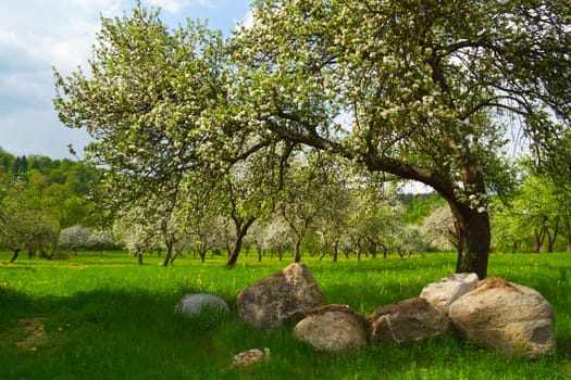 blossoming orchard