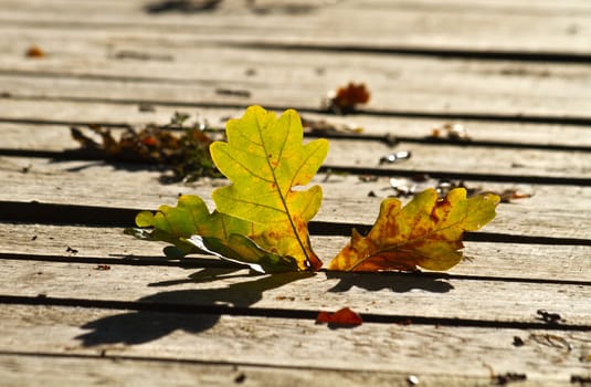 oak leaf on the floor