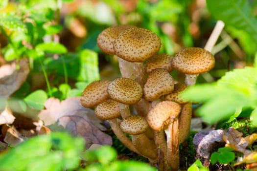 group of mushrooms