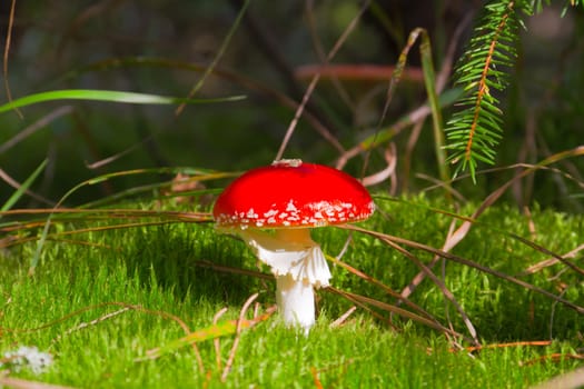 mushroom in moss