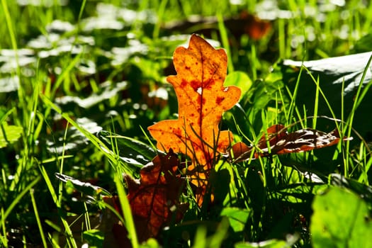 autumn leaves of oak in the green grass