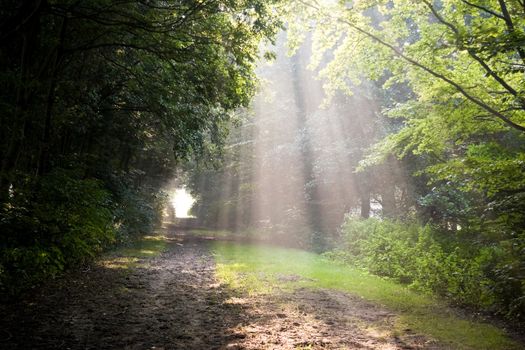 Sunbeams on sand path in forest on early  morning in late summer