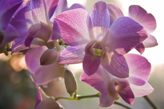 Purple orchids in backlight with aquarel effect - horizontal image