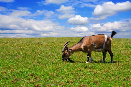 goats on the meadow