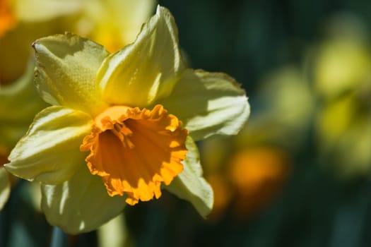 Yellow blooming daffodil in a spring garden