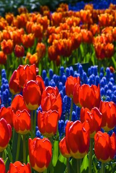 Tulips and common grape hyacinth in spring in the garden