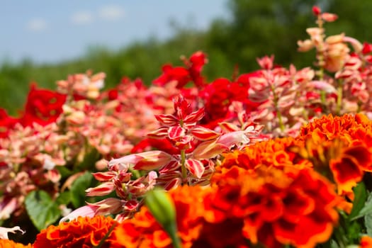 Red flowers in a garden