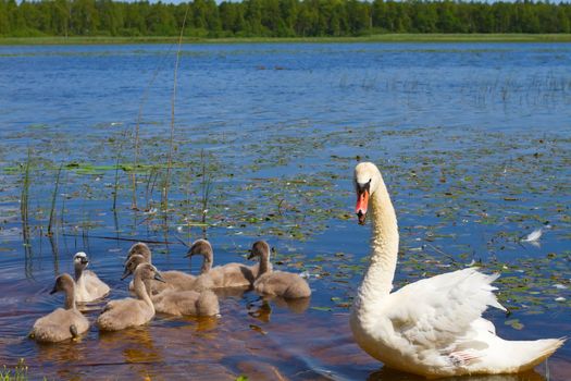 Swan and ugly ducklings