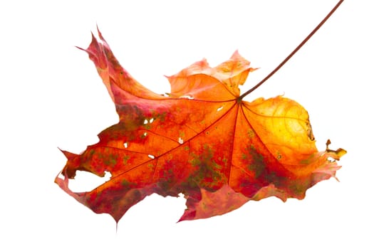 autumn leaf isolated