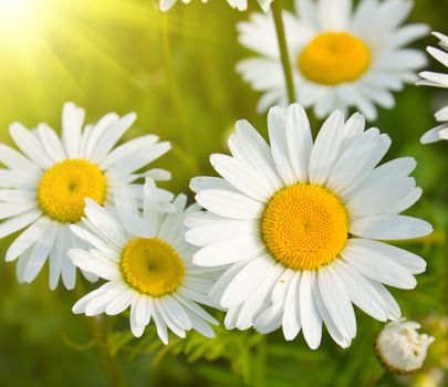 daisies in a field, macro