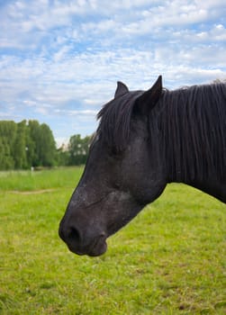 portrait of a horse