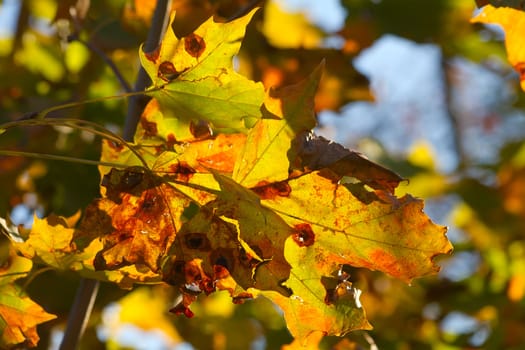 autumn maple leaf