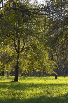 autumn forest