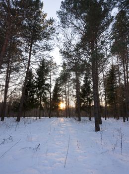 sunset in the winter forest