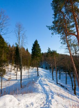 path in winter forest