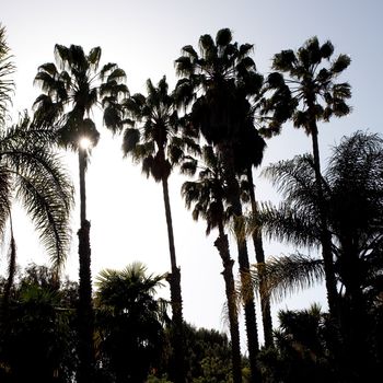 California Fan Palm (Washingtonia filifera) is a palm native to the desert oases of Central, southern and southwestern Arizona, southern Nevada, extreme northwest Mexico and the inland deserts of Southern California.