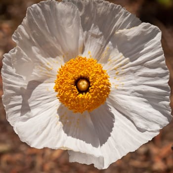 Mojave prickly poppy (Argemone corymbosa) is a flowering plant in the family Papaveraceae native to the eastern Mojave Desert of the southwestern United States.
