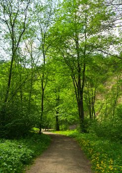 trail in the spring forest