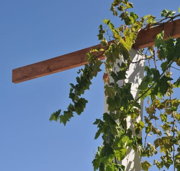 vibrant grape leaves on a typical wooden structure at a vineyard (against blue sky)