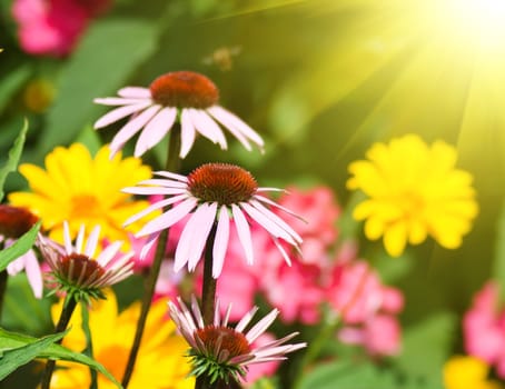 flowers in a garden