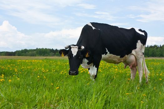 cow in the meadow