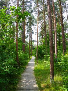 trail in the summer park