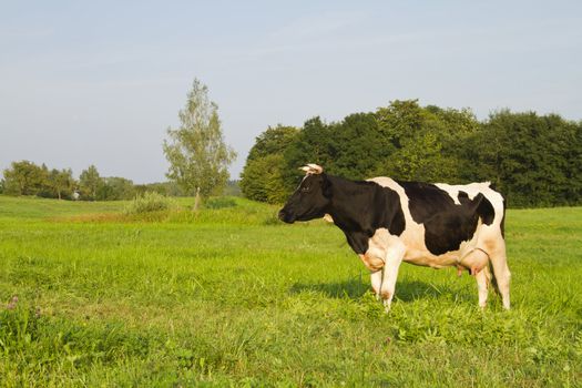 cow in the meadow