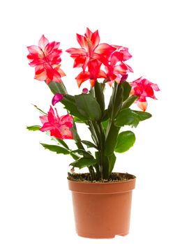 schlumbergera, isolated