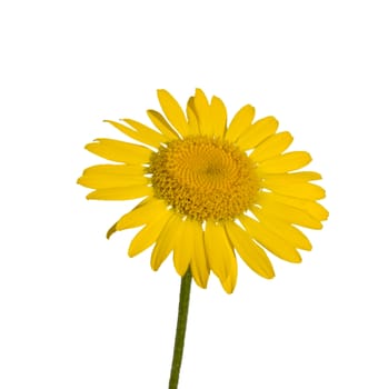 yellow daisy isolated