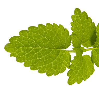 lemon balm leaves, melissa, isolated