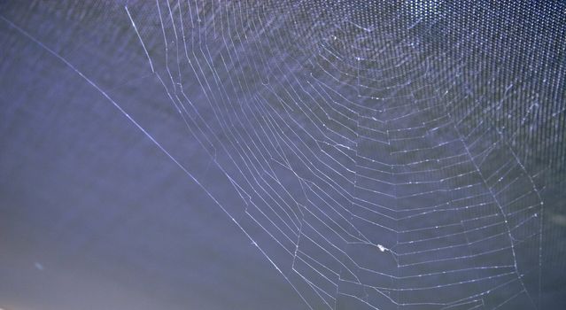 strong spiders web against a blue background