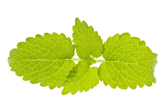 lemon balm leaves, melissa, isolated