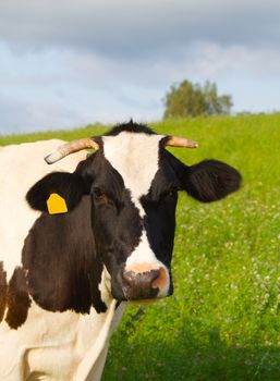 cow in the meadow, portraite