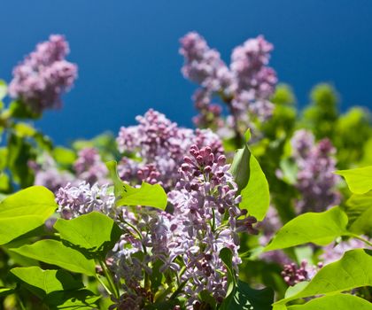 lilac on a background of blue skies