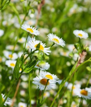 daisies in a field, macro