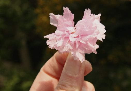 fallen cherry blossom held in a hand
