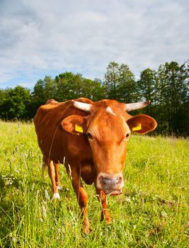 cow in the meadow