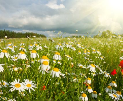 daisies in a field